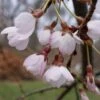 Cerisier à Fleurs Pleureur - Prunus Yedoensis Shidare Yoshino -MAO PLANTES Magasin Prunus yedoensis Shidare Yoshino 84239 1