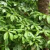 Pseudopanax Laetus -MAO PLANTES Magasin Pseudopanax laetus 16692 1