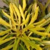 Pseudopanax Lessonii Goldfinger -MAO PLANTES Magasin Pseudopanax lessonii Goldfinger 86066 1