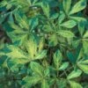 Pseudopanax Lessonii Goldsplash -MAO PLANTES Magasin Pseudopanax lessonii Goldsplash 83446 1