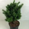 Sapin De Douglas - Pseudotsuga Menziesii Pannenhoef -MAO PLANTES Magasin Pseudotsuga menziesii Pannenhoef 761002 1