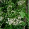 Pterostyrax Corymbosa -MAO PLANTES Magasin Pterostyrax corymbosa 85748 1