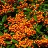 Pyracantha Orange Glow - Buisson Ardent -MAO PLANTES Magasin Pyracantha Orange Glow 781796 1