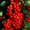 Pyracantha SAPHYR Rouge - Buisson Ardent -MAO PLANTES Magasin Pyracantha SAPHYR Rouge 84242 1