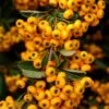 Pyracantha Coccinea Saphyr Jaune - Buisson Ardent -MAO PLANTES Magasin Pyracantha coccinea Saphyr Jaune 1001782 1