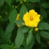 Reinwardtia Indica - Lin Jaune Arbustif -MAO PLANTES Magasin Reinwardtia indica LD Flickr Valke 16277 FE