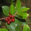 Rhamnus Alaternus - Alaterne -MAO PLANTES Magasin Rhamnus alaternus 87333 1