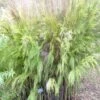 Rhodocoma Capensis - Restio -MAO PLANTES Magasin Rhodocoma capensis 83458 1