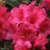 Rhododendron Anna Rose Whitney - Grand Rhododendron -MAO PLANTES Magasin Rhododendron Anna Rose Whitney 84280 1