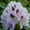 Rhododendron Calsap - Grand Rhododendron -MAO PLANTES Magasin Rhododendron Calsap 0563002 1