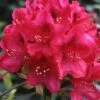 Rhododendron Inkarho Nova Zembla -MAO PLANTES Magasin Rhododendron Inkarho Nova Zembla 84264 1