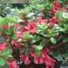 Azalée Du Japon Johanna - Rhododendron Hybride 2 Azalée Du Japon Johanna - Rhododendron Hybride -MAO PLANTES Magasin Rhododendron Johanna 781701 1