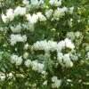 Rhododendron Polar Bear 2 Rhododendron Polar Bear -MAO PLANTES Magasin Rhododendron Polar Bear 84281 1