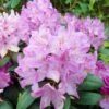 Rhododendron Roseum Elegans - Grand Rhododendron. -MAO PLANTES Magasin Rhododendron Roseum Elegans 84270 1