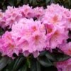 Rhododendron Scintillation 2 Rhododendron Scintillation -MAO PLANTES Magasin Rhododendron Scintillation copyright 1008441 1