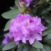 Rhododendron Catawbiense Boursault -MAO PLANTES Magasin Rhododendron catawbiense Boursault AdobeStock 1001951 1