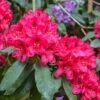 Rhododendron Hybride Lord Roberts -MAO PLANTES Magasin Rhododendron hybride Lord Roberts 89064 1