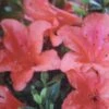 Azalée Du Japon Nakaharai Orange - Azalea Japonica 1 Azalée Du Japon Nakaharai Orange - Azalea Japonica -MAO PLANTES Magasin Rhododendron nakahara Orange 781702 2