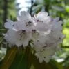 Rhododendron Rex - Grand Rhododendron 1 Rhododendron Rex - Grand Rhododendron -MAO PLANTES Magasin Rhododendron rex 85234 1