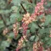 Ribes Gordonianum - Groseillier De Gordon -MAO PLANTES Magasin Ribes x gordonianum 781951 1