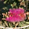 Callistemon Violaceus - Rince-bouteille -MAO PLANTES Magasin Rince bouteilles Callistemon Violaceus copyright 1004221 1