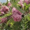 Robinia Hispida Rosea - Acacia Rose. -MAO PLANTES Magasin Robinia hispida Rosea 84290 1