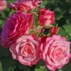 Rosier Patio Rose Xenia -MAO PLANTES Magasin Rosier Patio Rose Xenia 16436 1