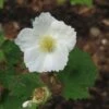 Rubus Tridel Benenden - Ronce D'ornement. -MAO PLANTES Magasin Rubus Benenden 84295 1