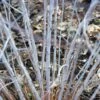 Rubus Thibetanus Silver Fern - Ronce D'ornement -MAO PLANTES Magasin Rubus thibetanus Silver Fern 82910 2