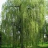 Saule Pleureur - Salix Alba Tristis -MAO PLANTES Magasin Salix alba Tristis 781532 1