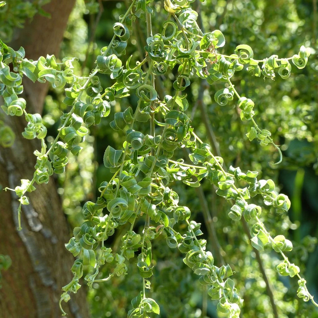 Salix Babylonica Crispa 3 Salix Babylonica Crispa