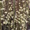Salix Caprea Kilmarnock - Saule Marsault Pleureur. -MAO PLANTES Magasin Salix caprea Kilmarnock 84299 1