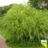 Salix Erythroflexuosa - Saule Tortueux 1 Salix Erythroflexuosa - Saule Tortueux -MAO PLANTES Magasin Salix erythroflexuosa 84301 1