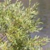 Salix Exigua - Saule Des Coyotes -MAO PLANTES Magasin Salix exigua 84302 1