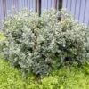 Salix Lanata - Saule Laineux -MAO PLANTES Magasin Salix lanata 84305 1