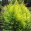 Saule Doré - Salix Sachalinensis Golden Sunshine -MAO PLANTES Magasin Salix sachalinensis Golden Sunshine 781802 1