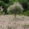 Saule Crevette - Salix Integra Flamingo -MAO PLANTES Magasin Salix integra Flamingo copyright Plantipp D.Slingerland 1002092 P