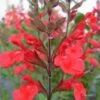 Sauge Arbustive Flammenn ® - Salvia Jamensis -MAO PLANTES Magasin Salvia jamensis flammen 7787 1