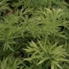 Sureau Noir - Sambucus Nigra Golden Tower -MAO PLANTES Magasin Sambucus nigra Golden Tower 81306 1