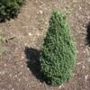 Epinette Blanche - Picea Glauca Piccolo 1 Epinette Blanche - Picea Glauca Piccolo -MAO PLANTES Magasin Sapinette blanche Epinette blanche Picea glauca Piccolo V 1003221 1