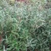 Sarcococca Hookeriana Digyna -MAO PLANTES Magasin Sarcoccoca hookeriana var digyna 7505 1