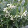 Sarcococca Dragon's Gate -MAO PLANTES Magasin Sarcococca Dragon s gate 85753 1