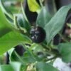 Sarcococca Confusa 2 Sarcococca Confusa -MAO PLANTES Magasin Sarcococca confusa 7964 1