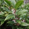 Sarcococca Orientalis - Sarcocoque D'Orient -MAO PLANTES Magasin Sarcococca orientalis 82225 1