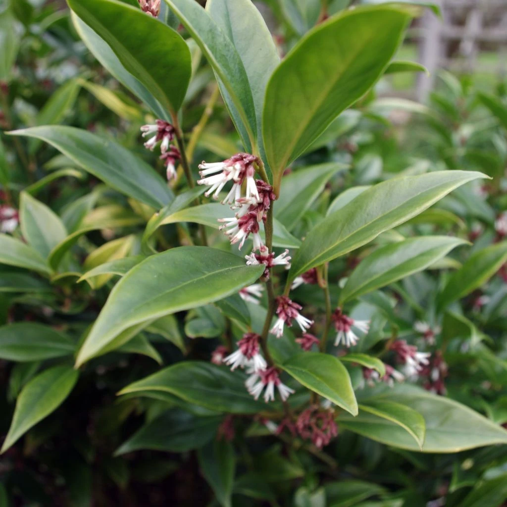 Sarcococca Orientalis - Sarcocoque D'Orient 3 Sarcococca Orientalis - Sarcocoque D'Orient