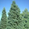 Séquoia Géant - Sequoiadendron Giganteum Glaucum -MAO PLANTES Magasin Sequoiadendron giganteum Glaucum 0762002 1