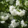 Seringat Minnesota Snowflake - Philadelphus Virginalis -MAO PLANTES Magasin Seringat Minnesota Snowflake Philadelphus virginalis copyright 1007542 2