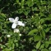 Seringat - Philadelphus Silberregen -MAO PLANTES Magasin Seringat Philadelphus Silberregen V 1002721 1