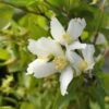 Seringat - Philadelphus Polyanthus Mont Blanc -MAO PLANTES Magasin Seringat Philadelphus polyanthus Mont Blanc V 18306 1