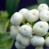Skimmia Japonica Kew White -MAO PLANTES Magasin Skimmia japonica Kew White 87346 1